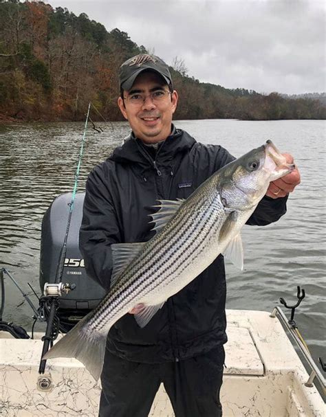 How To Catch Striped Bass Freshwater