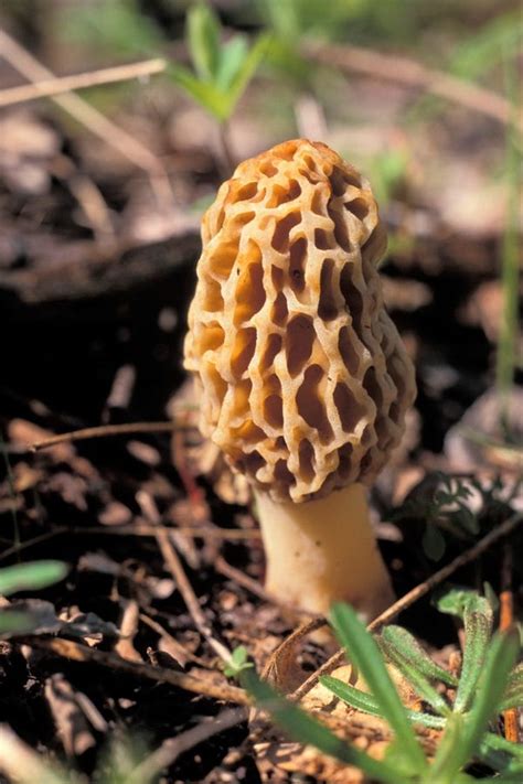 Department Of Conservation Hosts Mushroom Hunting Identification Talk