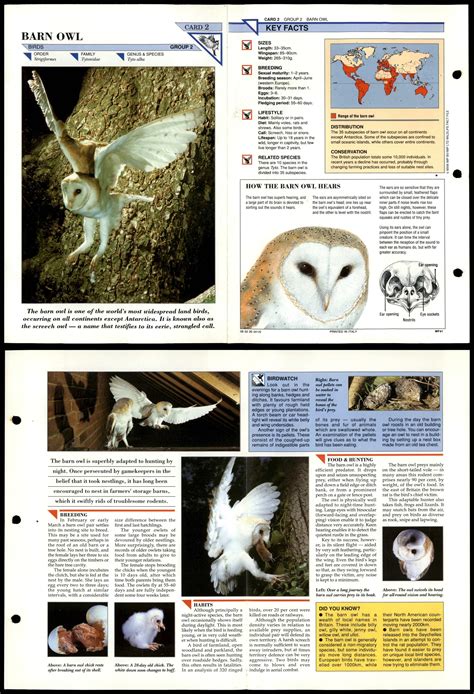 Barn Owl 2 Birds Wildlife Fact File Fold Out Card