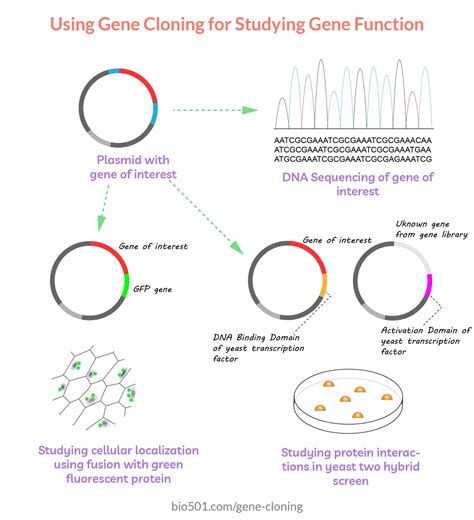 Gene Cloning Applications Bacterial Transformation Genome Sequencing