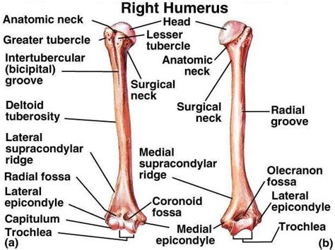 Labeling a long bone diagram labeling of this simple worksheet shows a skeleton with bones unlabeled. UPPER APPENDICULAR SKELETON week #5 Flashcards | Easy ...