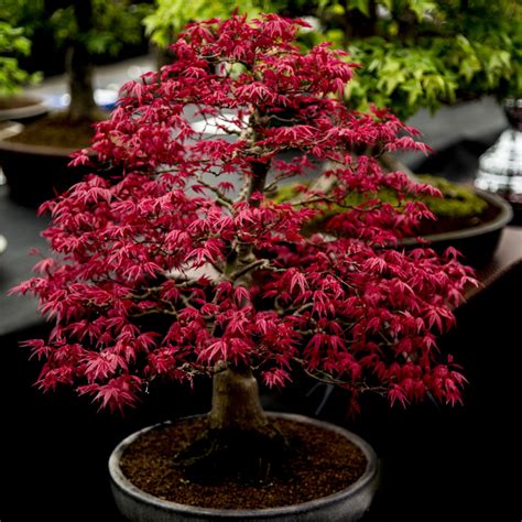 Acer Palmatum Atropurpureum Purple Japanese Maple 10 Seeds £299