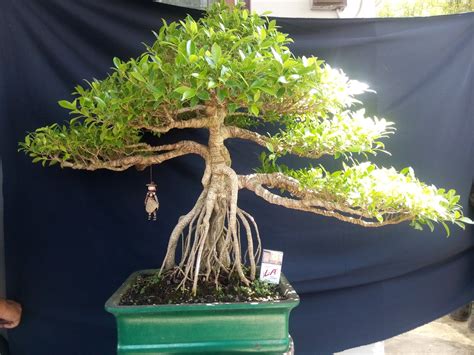 Popularitas tanaman bonsai tampaknya tak pernah padam di indonesia. TANAMAN BONSAI BANJARMASIN: TANAMAN BONSAI BRINGIN KIMENG