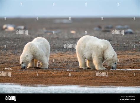 Polar Bear Ursus Maritimus In The Arctic Circle Of Kaktovik Alaska