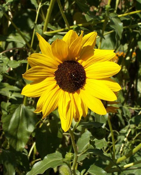 Prairie Sunflower Helianthus Petiolaris Applewood Seed Company