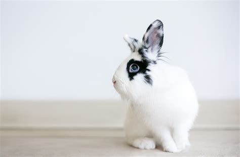 A Black And White Lionhead Mixed Breed Rabbit With Blue