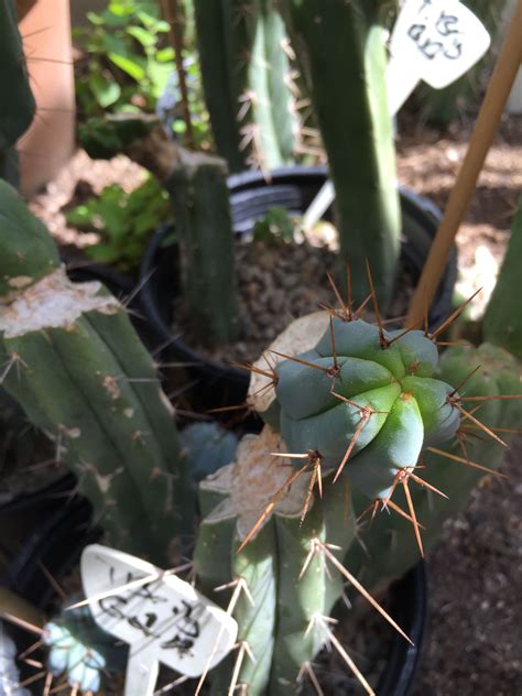 Trichocereus Bridgesii Garden Of The Ancients Plant Leaves Plants