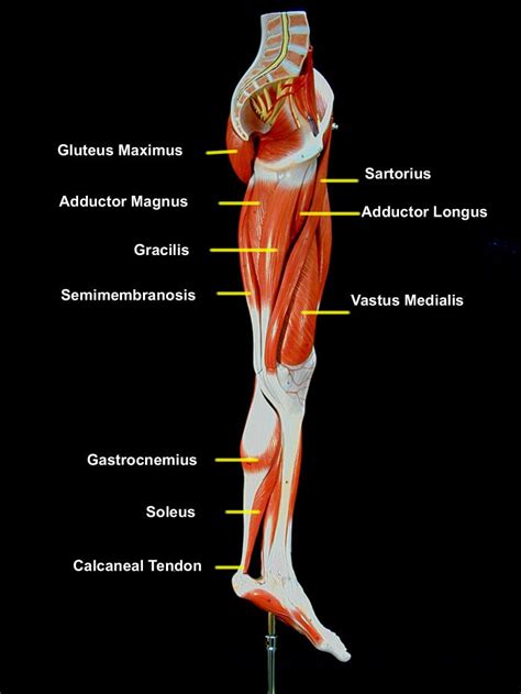 Anatomy Of Upper Thigh And Hip Diagram Pictures Muscles Of The Hip