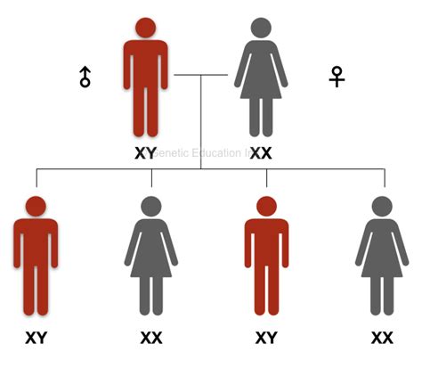 Explaining The Y Chromosome Definition Structure And Function