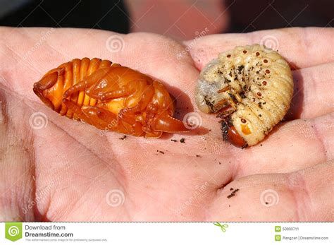 Within insects, only endopterygotes show complete metamorphosis instar, intermediate between each ecdysis. Young Rhinoceros Beetle And Larvae Stock Image - Image of nature, giant: 50999711