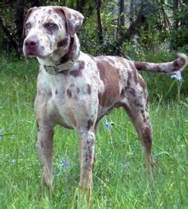 cur dog breeds list types  pictures dogbreedscom