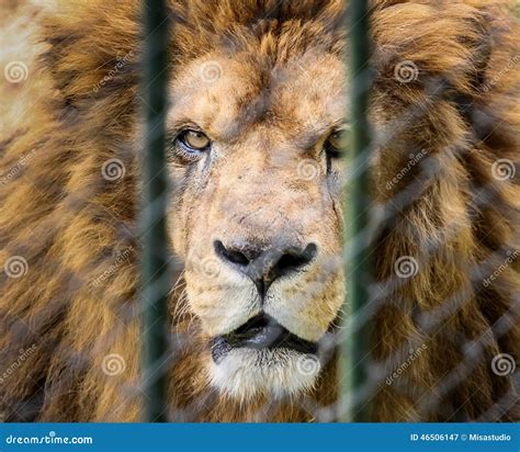 Lion In The Zoo Behind The Fence Stock Image Image Of Mammal