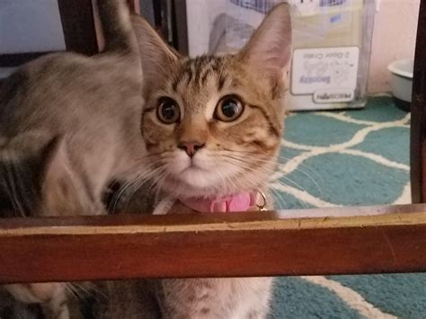 Adoptable Cats in Wichita, KS | Beauties and Beasts