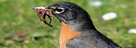 Cara burung mencari makanan di alam - Agrotani
