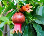 Add Pomegranate Flower To Your Daily Diet To Improve Your Health ...