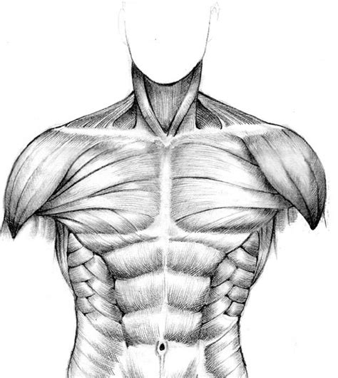 Torso Anatomy Drawing Torso Study By Stevegibson On Deviantart See