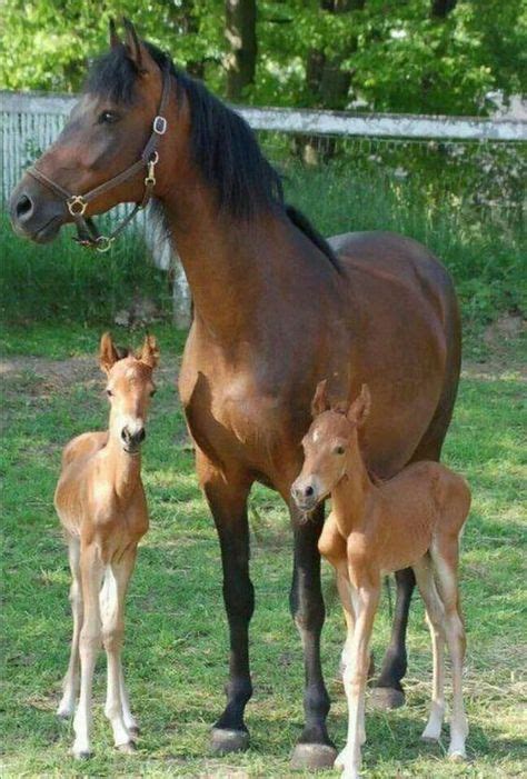 Twin Foals Are So Rare Especially For Both To Survive And Be Healthy