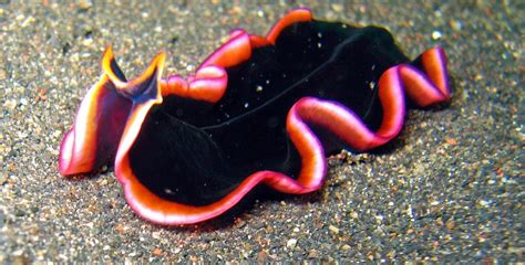 A Living Swimming Ribbon The Glorious Flatworm Featured Creature