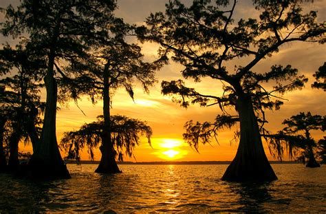 Swamp Sunset Photograph By Gayle Jenkins