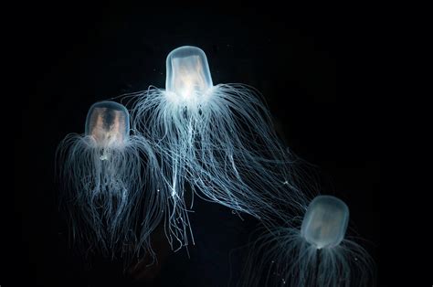 What Is The Deadliest Jellyfish American Oceans