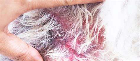 Flea Allergy Dermatitis In Dogs