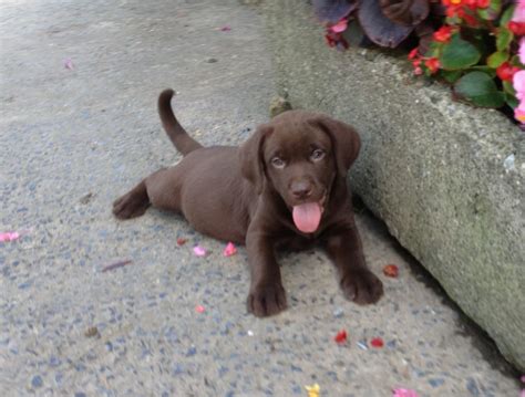 They are valid for up to one year in florida and can be updated easily. Chocolate Labrador Puppies For Sale | Swansea, Swansea ...