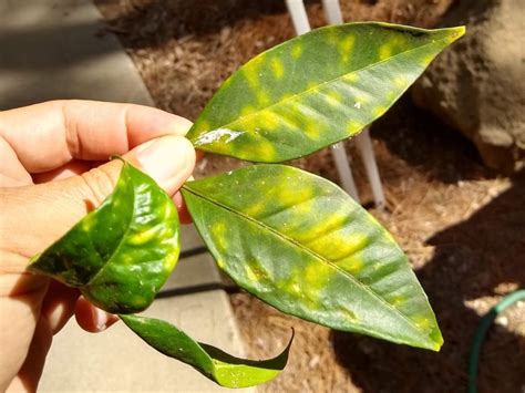 Meyer Lemon Tree Yellow Leaves It Could Be Anything From Weather To A