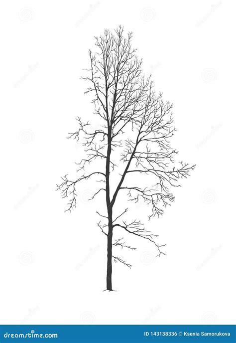 Aspen Tree Silhouette Png