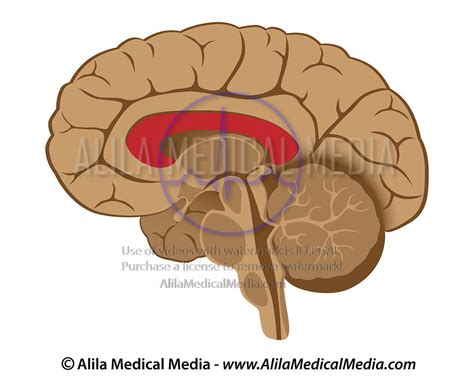 Alila Medical Media Corpus Callosum Medical Illustration