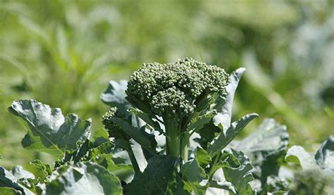 How To Growing Broccoli Planting And Harvesting Broccoli — Thumbgarden