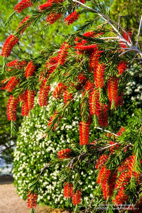 Providing nourishment for visiting hummingbirds is something that any floridian can do. Pin by V Larson on Garden | Florida flowers, Florida ...