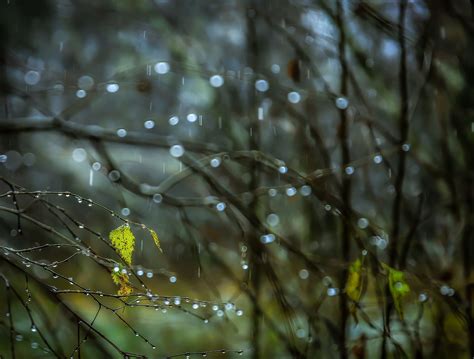 Online Crop Macro Photo Of Leaves Plants Nature Rain Water Drops