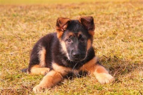 Dog prices in india vary much based on several factors. Average Cost Of A German Shepherd Puppy | PETSIDI