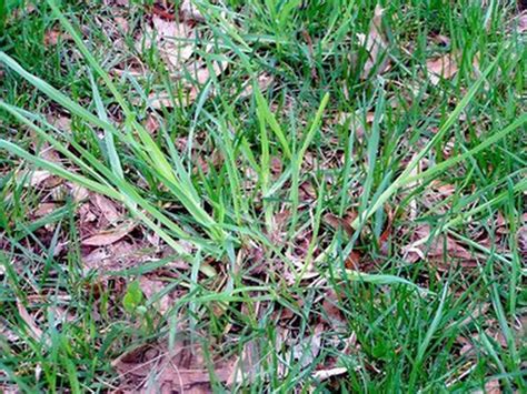 War Of The Weeds How To Protect Your Lawn