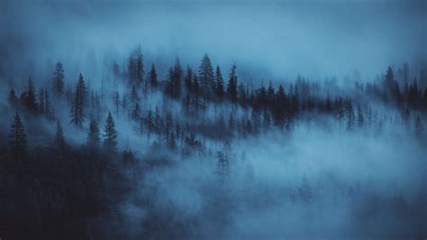 Pine Trees Fog Forest Hd Dark Aesthetic Wallpapers Hd
