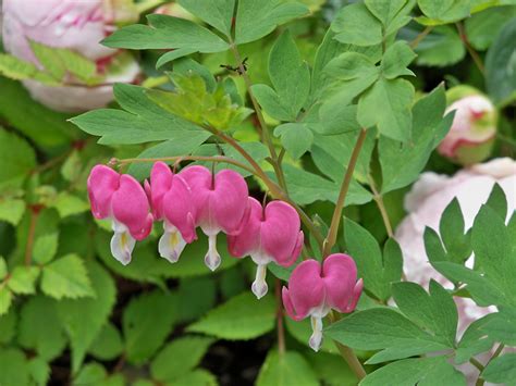 This reliable shade perennial comes in a number of varieties, all of which have pretty spotted or variegated foliage with sprays of pink or blue flowers in the spring. Bleeding heart | Deer resistant flowers, Deer resistant ...