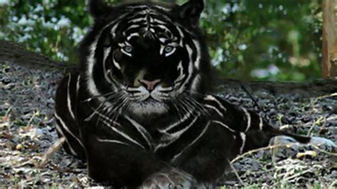 Incredible Melanistic Black Animals You Wont Believe Exist
