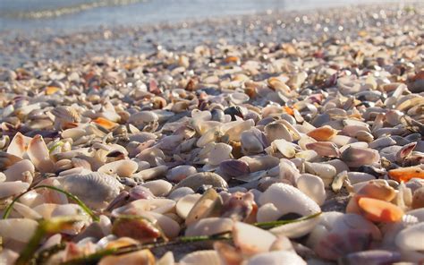 Shell Beach Sanibel Island Is Widely Known As One Of The W Flickr
