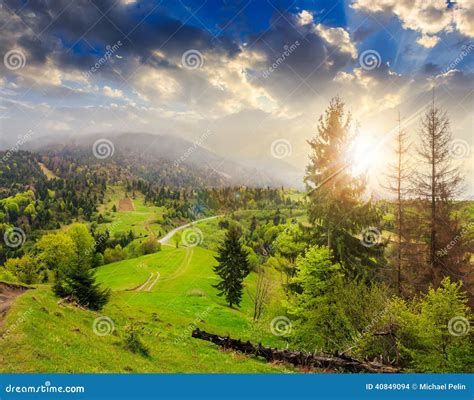 Pine Trees Near Valley In Mountains At Sunset Stock Photo Image Of