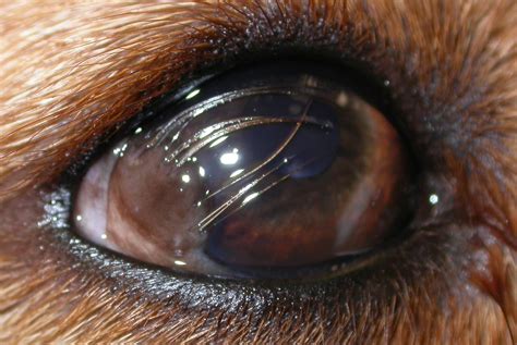 Veterinary Ophthalmology Case Histories Research And News