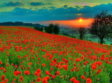 Poppy Field Wallpaper Nature And Landscape Wallpaper Better