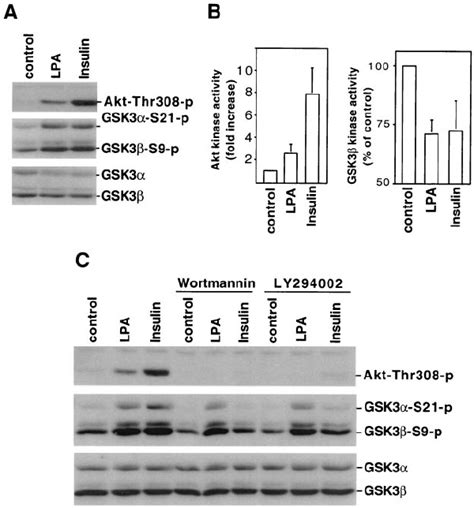 LPA Induced GSK 3 Phosphorylation Does Not Correlate With Activation Of Download Scientific