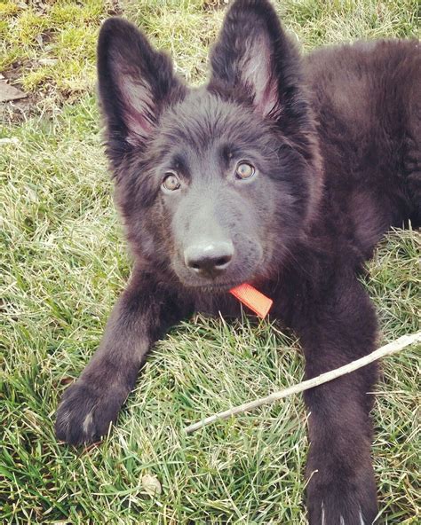 Black German Shepherd Puppies Wisconsin Beautiful Pure Bred Black