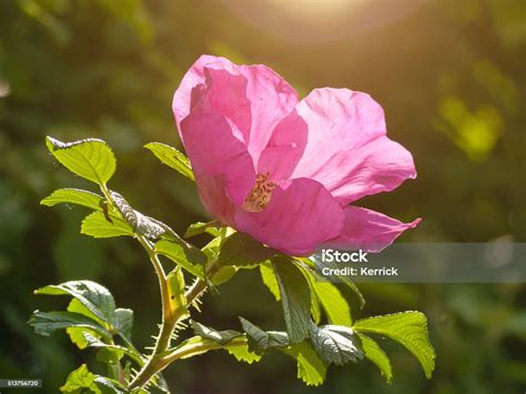 Pink Wild Rose Flower In Sunlight Stock Photo Download Image Now