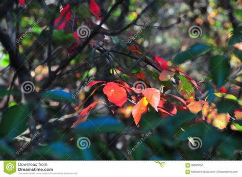 Fall Foliage Autumn Leaves Close Up Background Stock Photo