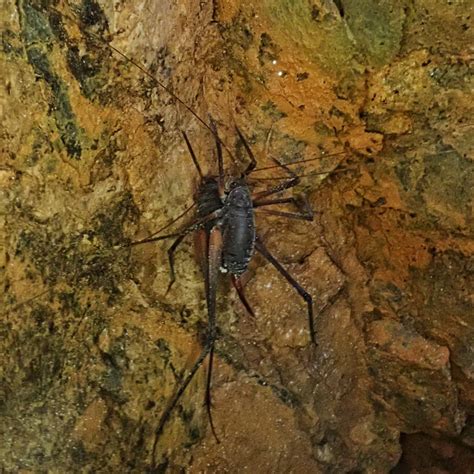 Pestguide shares several ways to do it and keep them away. Tropidischia xanthostoma (Square- legged Camel Cricket ...