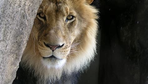 36 Interesting Facts About Lions Fact City
