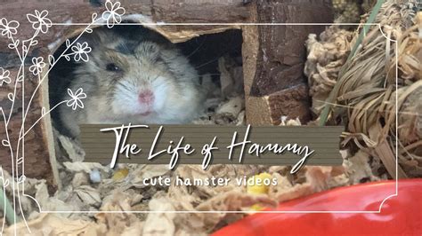Hammy The Hamster Youtube