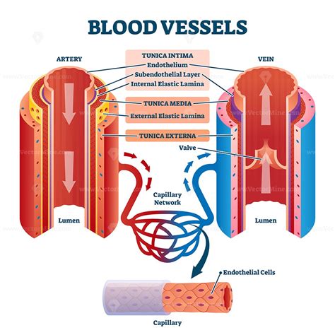 • identification of blood vessels as arteries, capillaries or veins from the structure of their walls. Blood vessels with artery and vein internal structure vector illustration - VectorMine