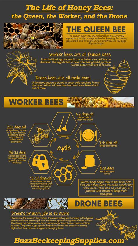 The Life Of Honey Bees The Queen The Worker And The Drone Bee Bee